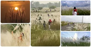 ঢাকার কাছেই কাশবন, এক দিনের ছুটিতে ঘুরে আসার জনপ্রিয় ৯ স্থান